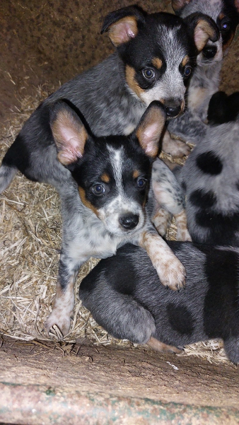 Cattle Dogs Livestock Owen Sound Kijiji