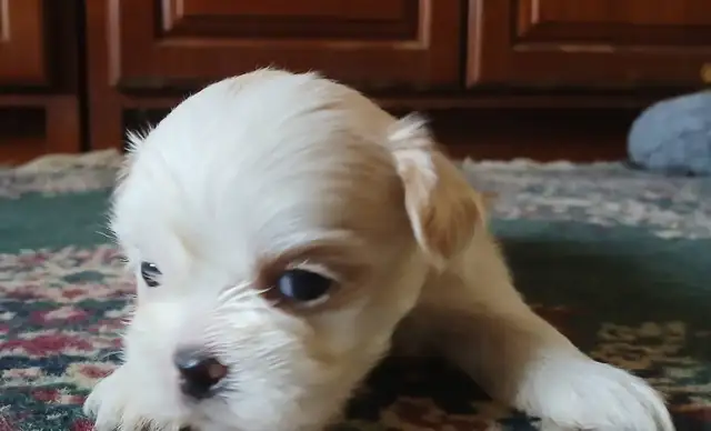 Shih tzu puppies  born on February 3 in Dogs & Puppies for Rehoming in Norfolk County - Image 2