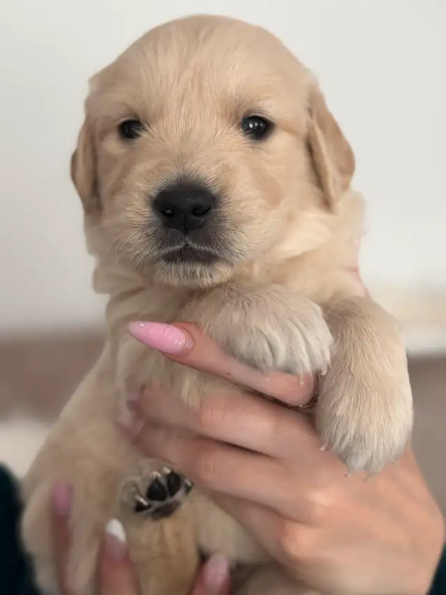 Purebred English Cream Golden Retriever puppies in Dogs & Puppies for Rehoming in Mississauga / Peel Region - Image 5