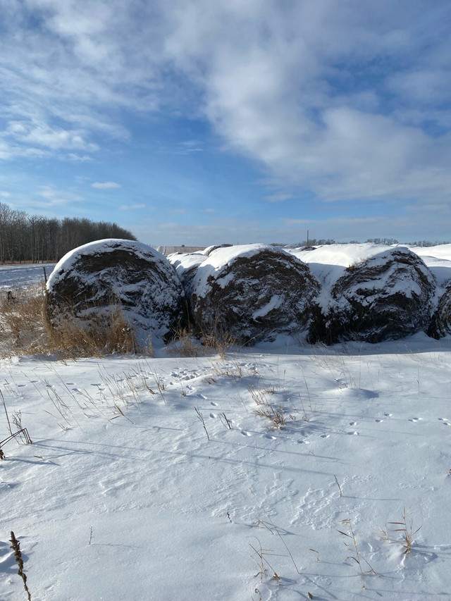 Hay for Sale in Livestock in Prince Albert - Image 3