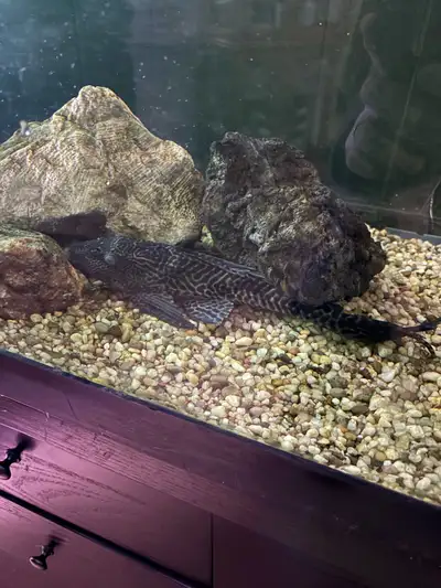 (Wanted) Large bristlenose Pleco (MALE), View more