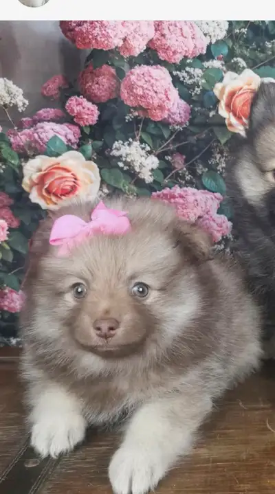 Pomeranian female ready, View more