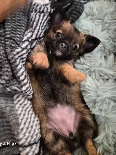 RESERVED Chiot chihuahua femelle , View more