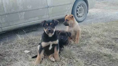 Lab mixed breed puppies, View more