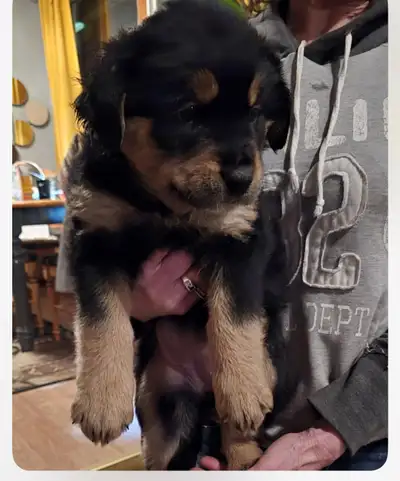 Very smart, well behaved puppies, boy and girl left. Please contact this number only, emails will no...