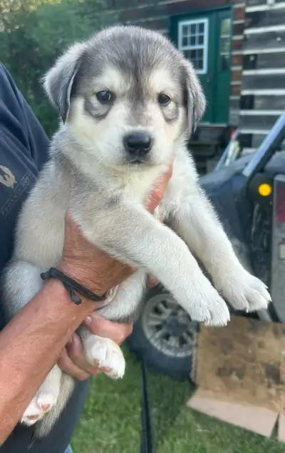 Puppies for sale, View more