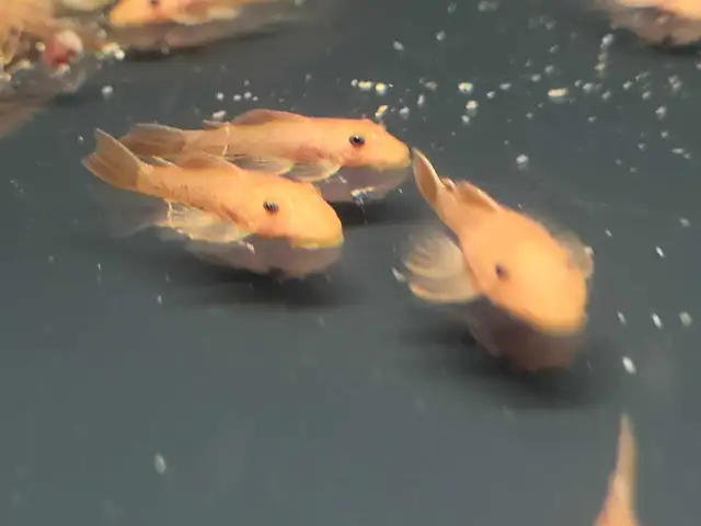 Super Red Pleco in Fish for Rehoming in Stratford - Image 4