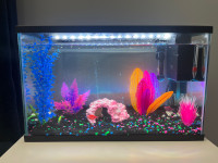 Fish Tank and Fish