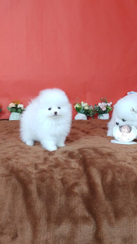 Premium Snow-white Pomeranian Puppy