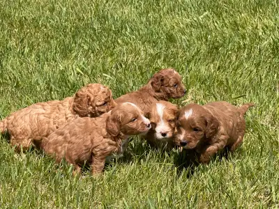 Sunny’s second litter of Mini Poodle-goldendoodle puppies. Klaus Toy and Sunny Mini has welcomed 7 R...