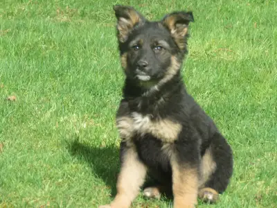 Gorgeous German Shepherd Pups, View more