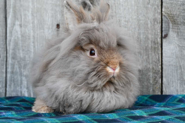 Bunnies!  in Small Animals for Rehoming in Owen Sound - Image 3