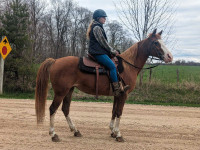 Beautiful Quiet Tennessee Walking Horse Mare 