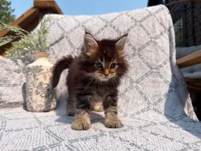 Female and male XXL Maine coon kittens, View more