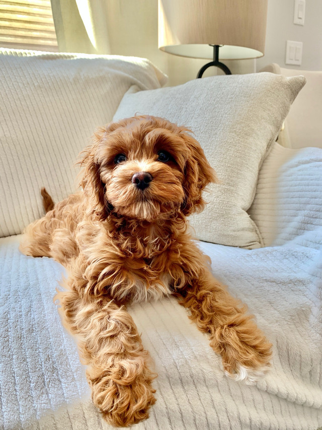 Cavapoochon and Cavapoo Waitlist in Dogs & Puppies for Rehoming in Calgary
