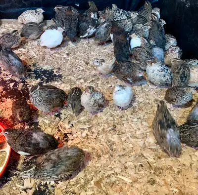 Take all 30 quails for $60 pick u in Aldergrove.