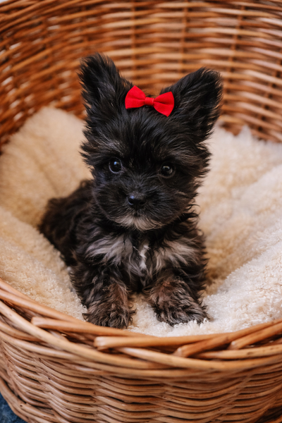 Biewer Yorkies, View more