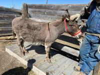 Mini Jenny donkey