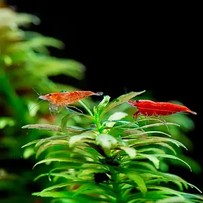 Cherry Shrimp - Healthy Homegrown, View more