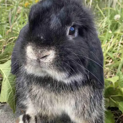 Pedigreed Holland Lop Buck, View more