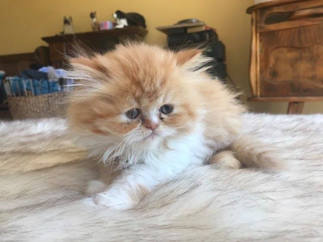 Merveilleux chatons Persans purs très affectueux et présents ! dans Chats et chatons à adopter  à Ville de Québec - Image 4