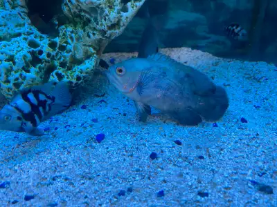 Oscar cichlid , View more