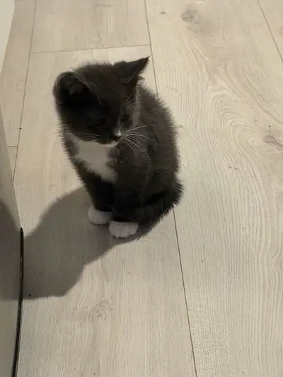 Kitten for adoption (ragdoll simese mom, russian blue father), View more