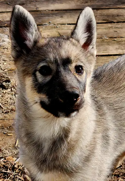 My name is Cupcake (an adorable 5 yr old girl named me) and I LOVE velly rubs. I love other doggies...