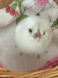 Easter egger chicks for sale