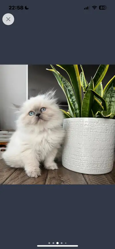❤️Chatons himalayen,mâle,vacciné et disponible ❤️, View more