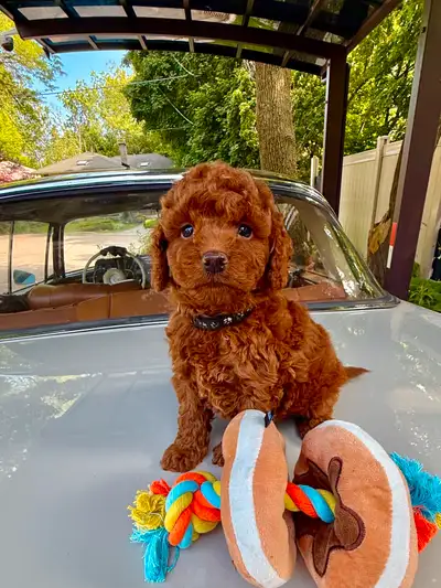 Red toy cockapoo puppies ready for their new homes this Friday. Mix of toy poodle and small cocker s...