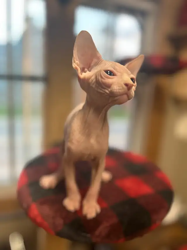 chaton sphynx-elf  in Cats & Kittens for Rehoming in Lanaudière - Image 6