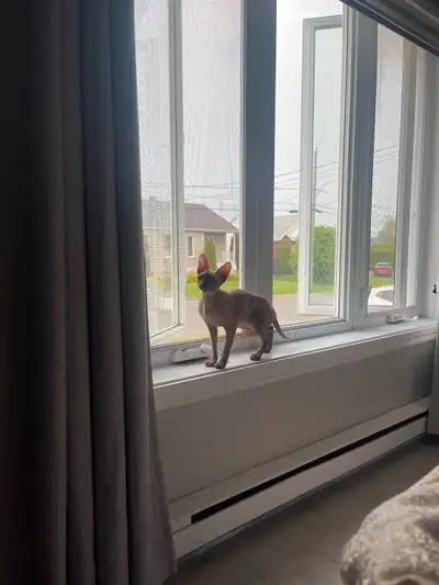 Tu souhaites ouvrir ta chatterie ou ajouter de nouvelle femelle J’ai une occasion! Je vend ma derniè...