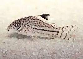 5x Julii Corydoras - (Juveniles) – Peaceful Community Fish, Voir plus