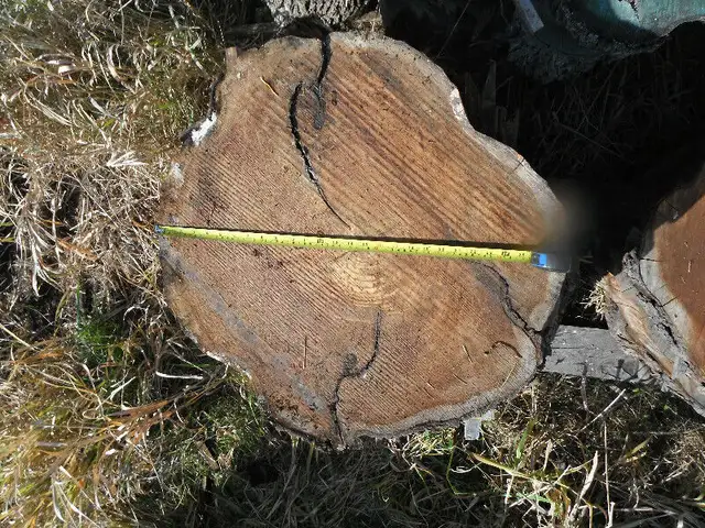 Live edge cookies in Hobbies & Crafts in Ottawa - Image 2