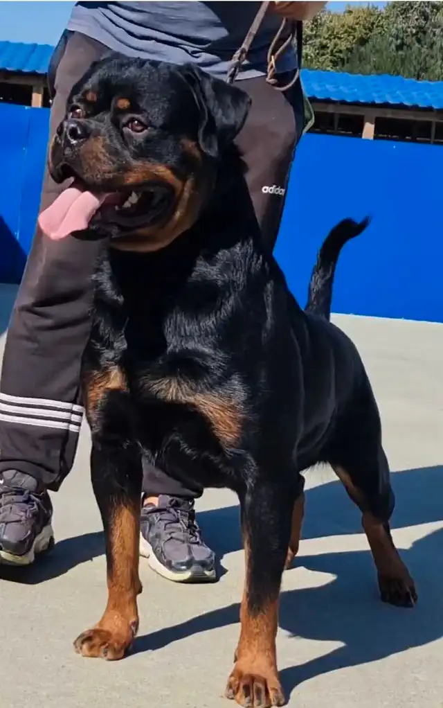 CKC Reg'd Rottweiler Puppies in Dogs & Puppies for Rehoming in Brantford - Image 3