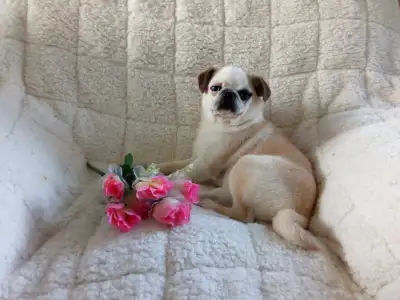 PANDA PUG GIRL LOOKING FOR NEW HOME!! , View more