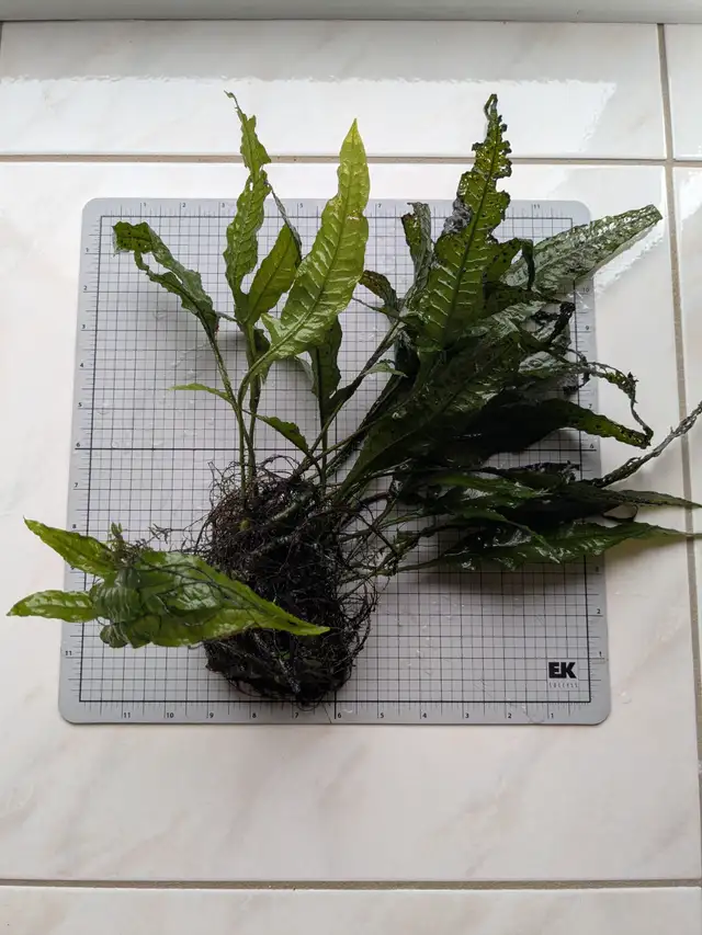 Java Fern for sale in Fish for Rehoming in Markham / York Region - Image 8