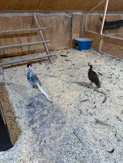 Pair of silver pheasants, View more