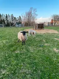 Young Proven Ewe and Her Ram Lamb
