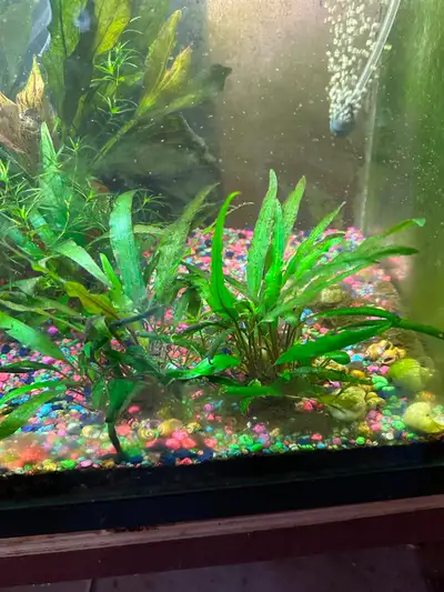 Cryptocoryne Aquarium Plant, View more