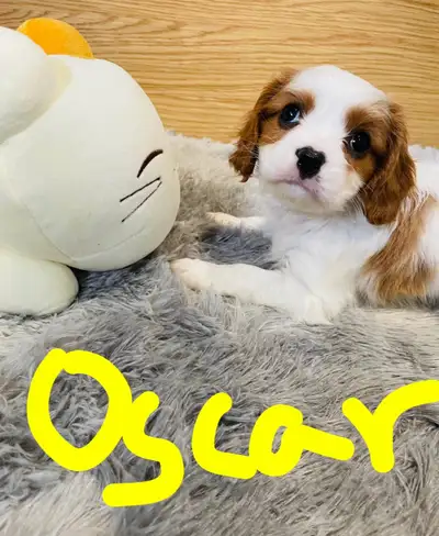Cavalier King Charles, View more