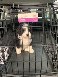 Dog-Puppy Transportation-To your Home-Ontario & Quebec