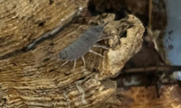 Porcellionide Pruinosus “Powder blue” beginner isopod clean up