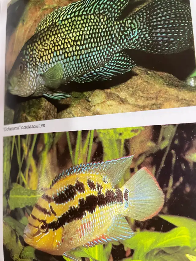 AQUARIUM ATLAS in Hobbies & Crafts in Laval / North Shore - Image 6