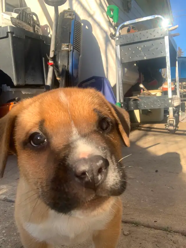 Puppies ready to go, come with first shots, dewormed and vet 