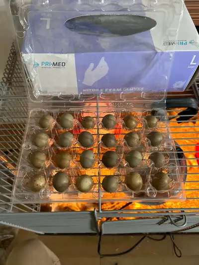Button quail hatching eggs, View more
