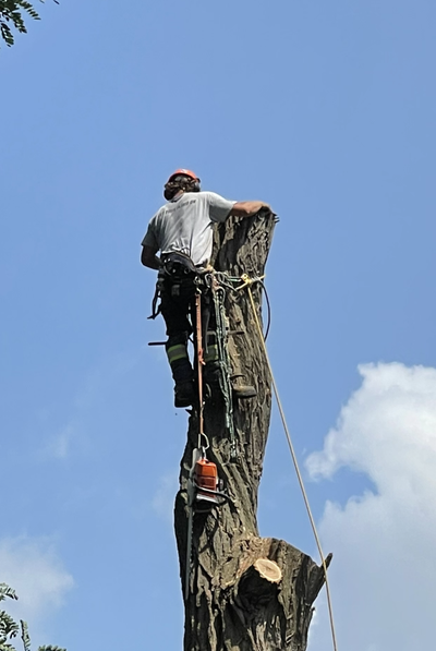 TREE REMOVAL TREE CUTTING, View more