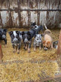 PRICE REDUCED AGAIN! Purebred Heeler Puppies 