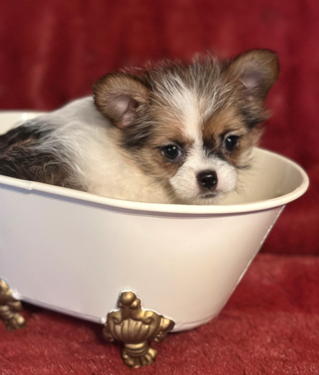 Gorgeous little friends  - Fully Vaxxed - Delivery to Edmonton in Dogs & Puppies for Rehoming in Grande Prairie - Image 2